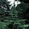 Cedrus libani 'Brevifolia'