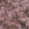 Acer palmatum dissectum 'Garnet'