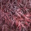 Acer palmatum dissectum 'Tamukeyama'