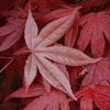 Acer palmatum 'Bloodgood'