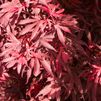 Acer palmatum 'Burgundy Lace'