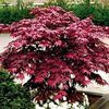 Acer palmatum 'Emperor One'