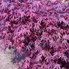 Acer palmatum 'Fireglow'