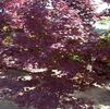 Acer palmatum 'Oshio-beni'