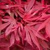 Acer palmatum 'Shaina'