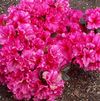 Azalea 'Hershey Red'