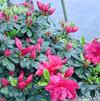 Azalea 'Hahns Red'