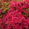 Azalea 'Hino Crimson'