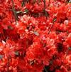 Azalea 'Sherwood Red'