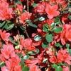 Azalea 'Stewartsonian'