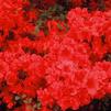 Azalea 'Girards Scarlet'