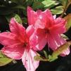 Azalea 'Renne'