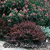 Berberis thunbergii 'Crimson Pygmy'