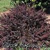 Berberis thunbergii 'Royal Burgundy'