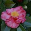 Camellia japonica 'Grandiflora Rosea'