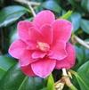 Camellia japonica 'Ville De Nantes'