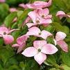 Cornus kousa 'Satomi'