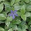 Vinca minor 'SterlingSilver'