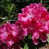 Rhododendron 'Besse Howells'