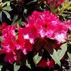 Rhododendron 'Carol Jean'