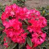 Rhododendron 'Good News'