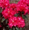 Rhododendron 'Jean Marie De Montague'