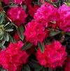 Rhododendron 'Lamplighter'
