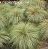 GR Carex comans 'Frosted Curls'