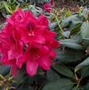 Rhododendron 'Lord Roberts'