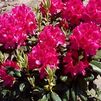 Rhododendron 'Nova Zembla'