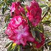 Rhododendron 'President Roosevelt'