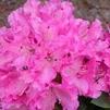 Rhododendron 'Rocket'