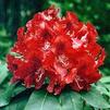 Rhododendron 'War Dance'