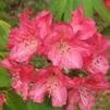 Rhododendron 'Wissahickon'