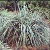 GR Elymus arenarius 'Glaucus'