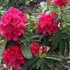 Rhododendron 'Wilgens Ruby'
