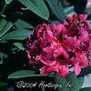 Rhododendron 'Wojnars Purple'