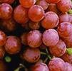 Grape Red Suffolk Vitis labrusca 'Suffolk' 'Red Suffolk'