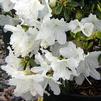 Azalea Glenn Dale 'Delaware Valley'