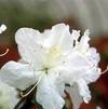 Azalea 'Girards Pleasant White'