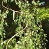 Betula pendula 'Youngii'