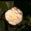 Camellia japonica 'Fimbriata'