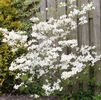 Cornus Florida 'Cloud Nine'