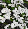 Cornus florida x nutallii 'Eddys White Wonder'