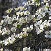 Cornus florida