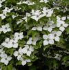 Cornus Kousa 'Kousa'