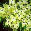 Cornus kousa 'Autumn Rose'