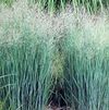 GR Panicum virgatum 'Heavy Metal'