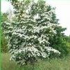 Cornus kousa 'var chinensis'