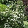 Cornus kousa 'Milky Way'